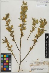 Foto von Salix lasiandra Benth.